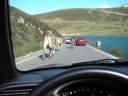 01/05/2003 16:36 - Los Lagos-Subida1 - Los Lagos-Subida13-Vacas - 